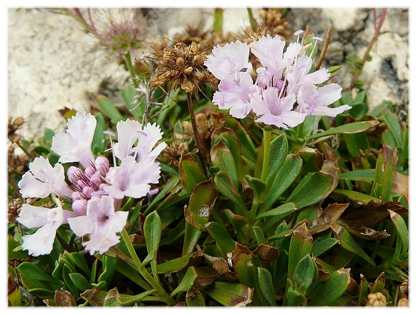 Lomelosia crenata subsp. dallaportae / Vedovina di Dallaporta